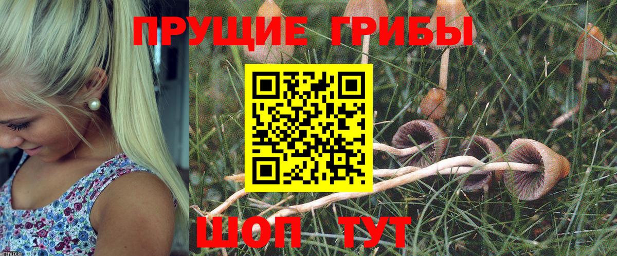 Псилоцибиновые грибы Psilocybine cubensis Йошкар-Ола